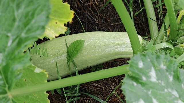 Light green zucchini with water droplets on dark soil, fresh garden vegetable close-up, organic farming, harvest time, natural produce, healthy ingredient.