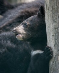 Asian black bear (Ursus thibetanus) © Hana