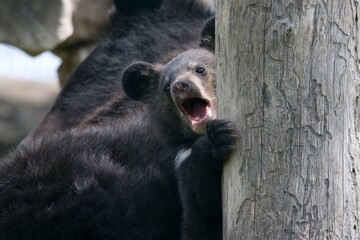 Asian black bear (Ursus thibetanus) © Hana