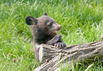 Asian black bear (Ursus thibetanus) © Hana