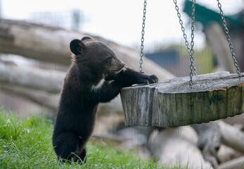 Asian black bear (Ursus thibetanus) © Hana