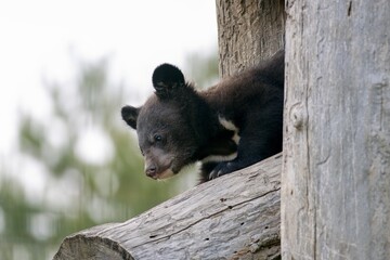 Asian black bear (Ursus thibetanus) © Hana