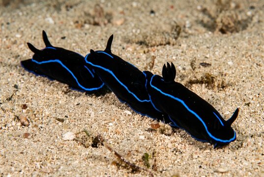 A mating chain of three blue velvet sea slugs crawling on ocean sand
