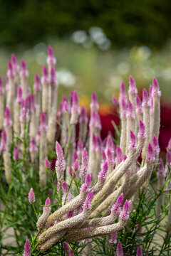 Colourful Celosia flowers growing in late summer at Wisley garden, Woking, Surrey, UK.