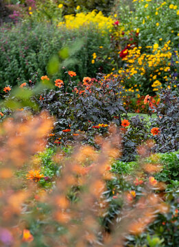 Variety of colourful flowers growing in late summer at Wisley garden, Woking, Surrey, UK.