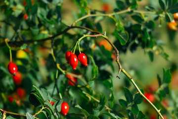 Ripe red rose hip berries growing on branch with green leaves close up  © SK