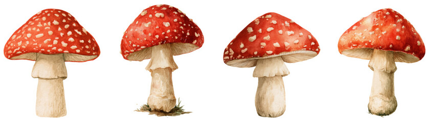 Obraz premium Amanita muscaria fly agaric mushroom collection with red cap and white spots, representing autumn season, danger, folklore, and fantasy, isolated on a white background