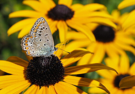 Kleinschmetterling (Bl&auml;uling) auf  gelben Sonnenhut