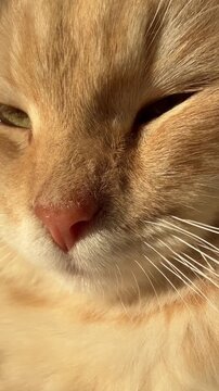 A close‑up of the pink nose and whiskers of a ginger cat in the sunlight.