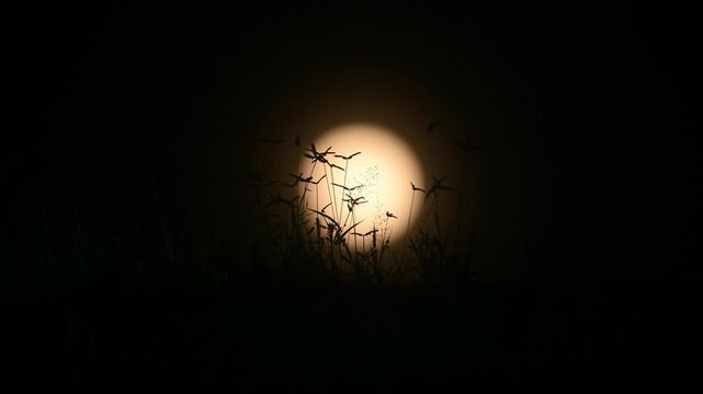 August's full moon is known as the Sturgeon Moon. As the moon rises above the southeastern horizon at sunset, it creates a spectacular light show with its lunar corona. Visible through overgrown grass
