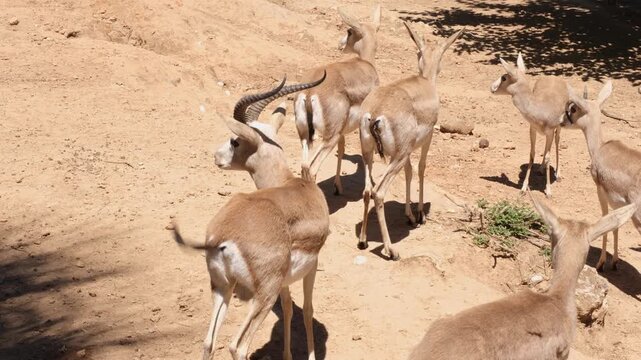 Wild Gazelle Walking in Natural Habitat. Closeup of a Wild Gazelle in Nature. Gazelle Moving Through the Wilderness.