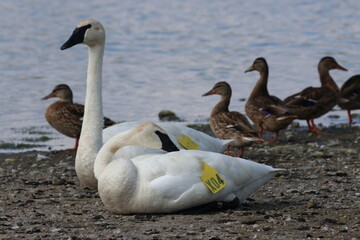 swans on the lake © carmelo