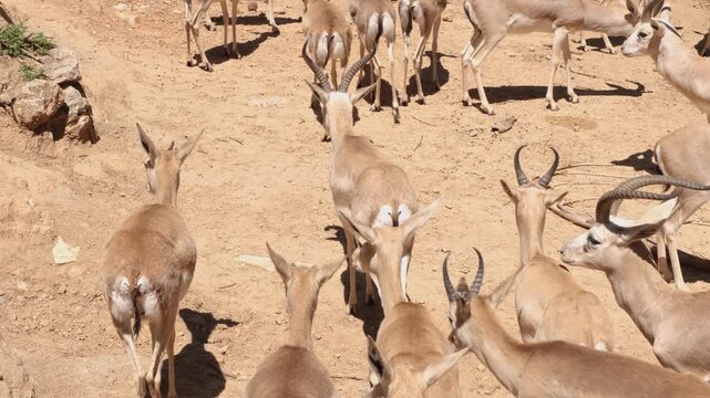 Wild Gazelle Walking in Natural Habitat. Closeup of a Wild Gazelle in Nature. Gazelle Moving Through the Wilderness.