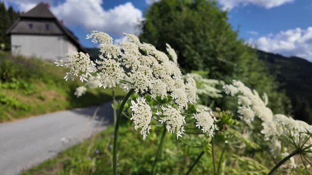 Aesthetic macro view wild chervil flower umbel and leaves