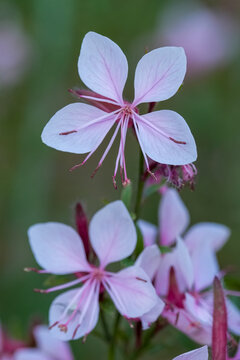 Delicate pale pink gaura flowers blooming in a natural garden setting, close-up botanical photography for projects