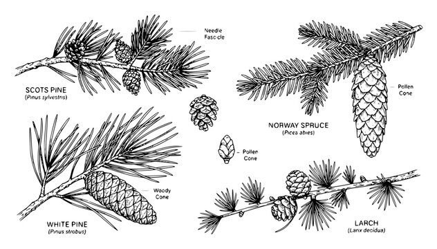 Detailed botanical illustration of various pine tree branc set with simple line art design featuring sketches, drawings, vector graphics with minimalist and simple illustrations