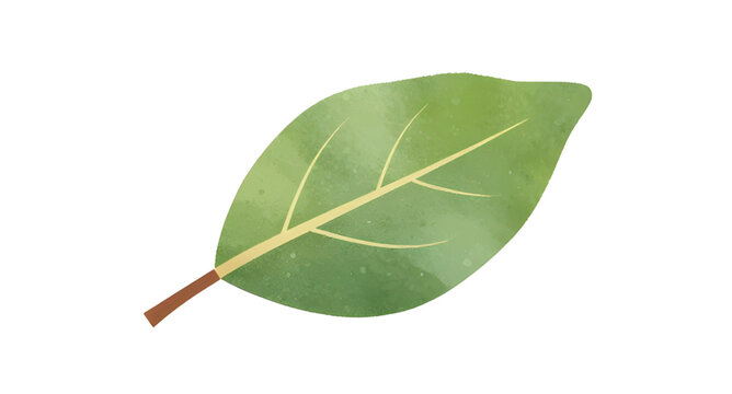 Leaf, green, nature, vector, graphic, green-leaf-vector, botanical-leaf-graphic, isolated-plant-illustration, eco-symbol-vector-art, fresh-green-leaf-clipart