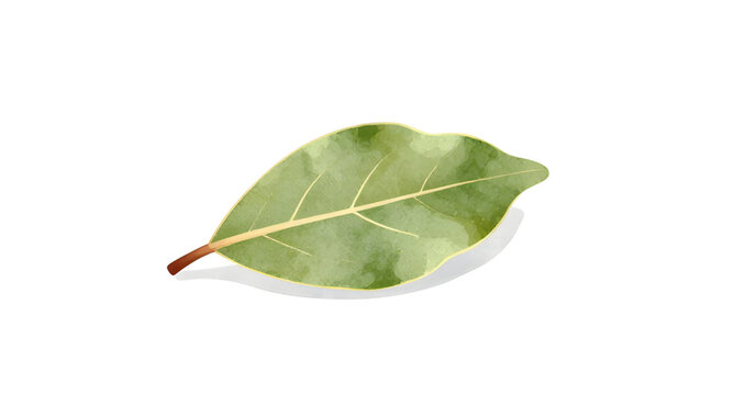 Leaf, green, nature, vector, graphic, simple, minimal, flat-design, clean, isolated-vector, modern-illustration, soft-green, organic, natural-shape, simple-icon
