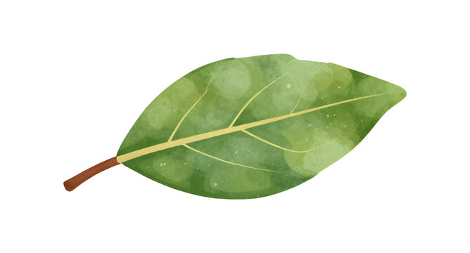 Leaf, green, nature, vector, graphic, simple, minimal, flat-design, clean, isolated-vector, modern-illustration, soft-green, organic, natural-shape, simple-icon