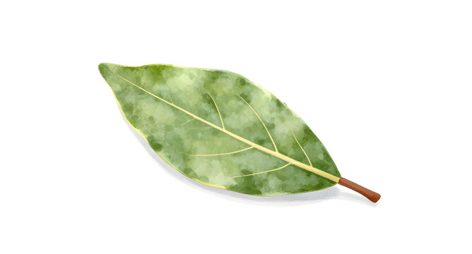 Leaf, green, nature, vector, graphic, isolated, white-background, foliage, botanical, plant, eco, environment, fresh, simple, icon