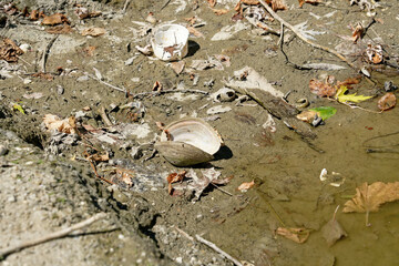 Discarded mussel shell and debris on muddy ground near shallow water © Levente Varga