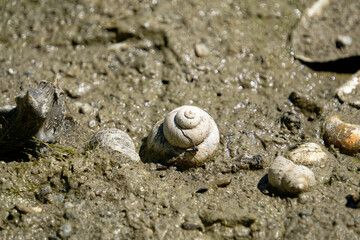 Close-up of empty snail shells resting on wet, muddy ground with sunlight reflections © Levente Varga