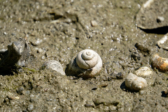 Close-up of empty snail shells resting on wet, muddy ground with sunlight reflections