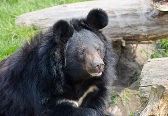 Asian black bear (Ursus thibetanus) © Hana