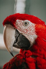 Detailed portrait of a colorful scarlet macaw showcasing its vivid feathers and striking beak © pak