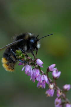 Male Red-tailed Bumblebee Bombus lapidarius pollinate common heather Calluna vulgaris flower in nature wild meadow garden summer season day
