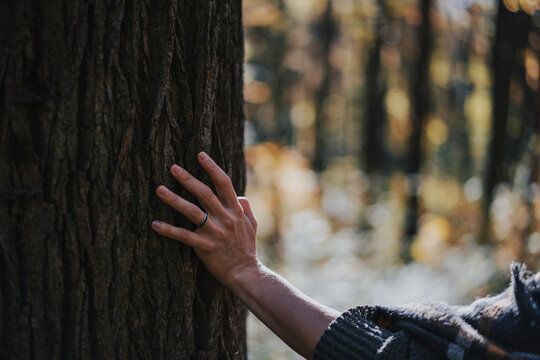 Close-up of a woman's hand touching a tree trunk in a beautiful autumn forest.