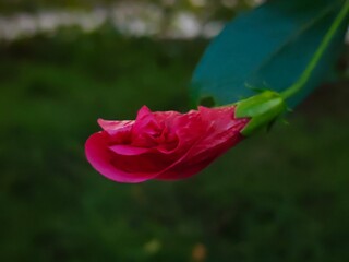 Fototapeta premium red rose with water drops
