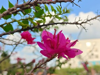 pink magnolia tree © Kiran