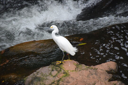 little white egret standing on a rock in the middle of a river