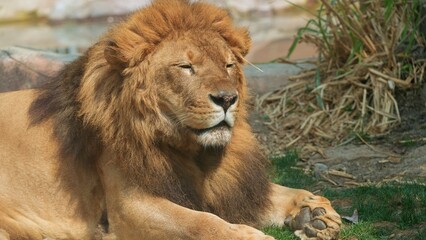 the sleepy african lion with one line eyes in the afternoon, the adult lion with full of mane or lion's hair © ElizabethGo