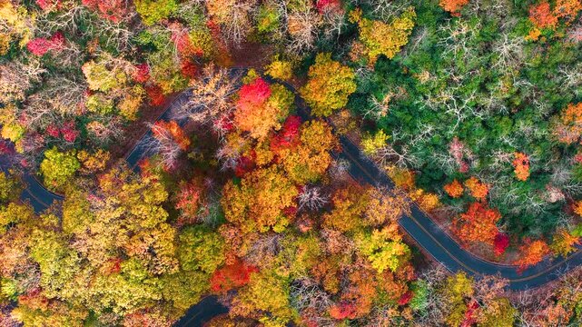 Car driving on mountain pass road between dense woods in seasonal colors. Scenic parkway in fall season.