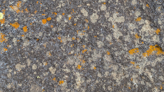 Close-up texture of weathered stone with vibrant orange lichen growth, background, texture