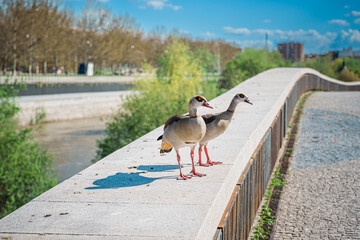 Two Egyptian geese walking along a stone bridge parapet in a Madrid park © Puripat