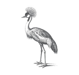Fototapeta premium Black and white crowned crane standing in vintage engraved line art. 