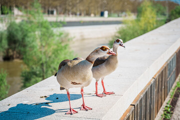 Two Egyptian geese walking along a stone bridge parapet in a Madrid park © Puripat