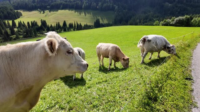 Charolais cow and calf in close-up profile on a scenic mountain pasture