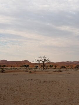 tree in the desert