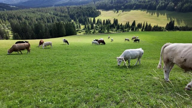 A herd of cattle grazing in a vibrant green alpine mountain pasture