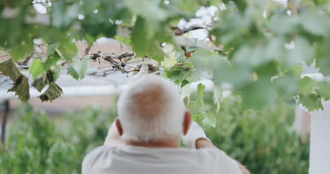 Farmer old man is holding a pair of pruning shears and and trimming the vine plant in slow motion. Concept of determination and focus as the man works to tend to the plants