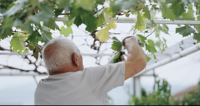 Farmer old man is holding a pair of pruning shears and and trimming the vine plant in slow motion. Concept of determination and focus as the man works to tend to the plants