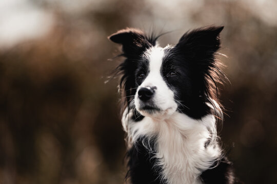 border collie dog