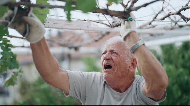 Farmer old man is holding a pair of pruning shears and and trimming the vine plant in slow motion. Concept of determination and focus as the man works to tend to the plants
