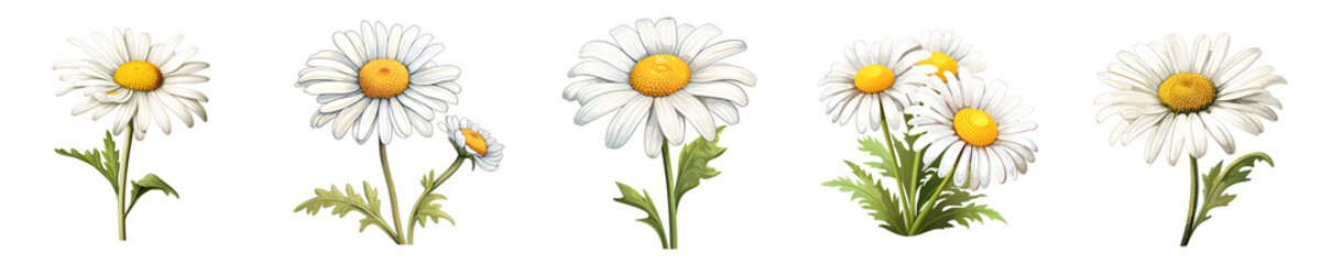 Fototapeta premium Arrangement of several detailed daisy blooms with green stems and leaves on a black background