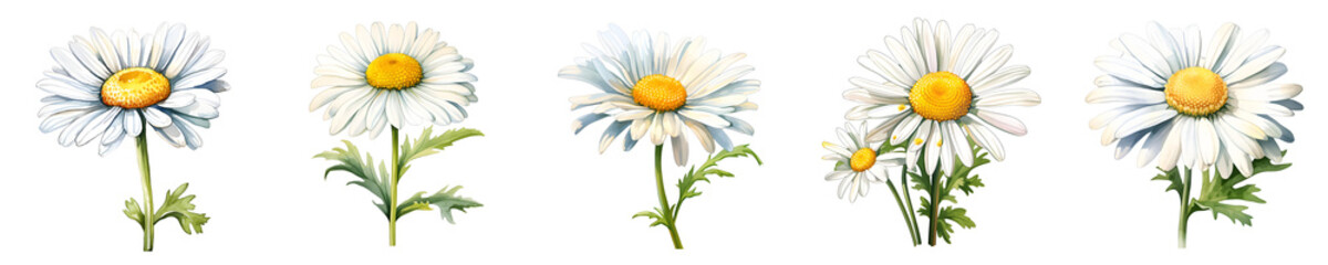 Fototapeta premium Daisy flowers isolated on black background in watercolor style illustration