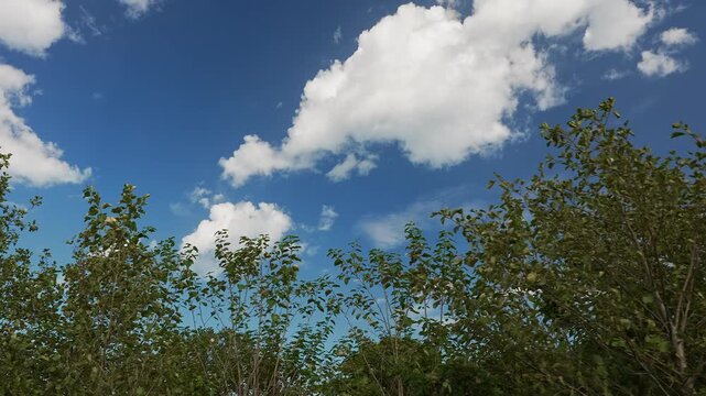 4K Panning Shot of Poplar Trees Against Blue Sky and Fluffy White Clouds